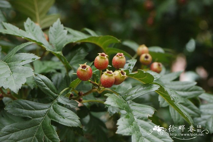 鲁冰花是什么意思