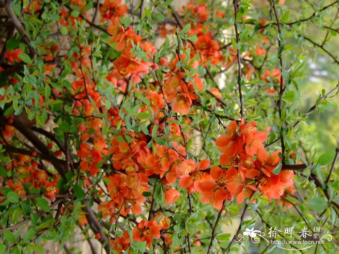 桂花树市场价格