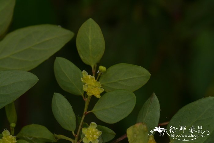 芦荟会开花吗图片 什么预兆