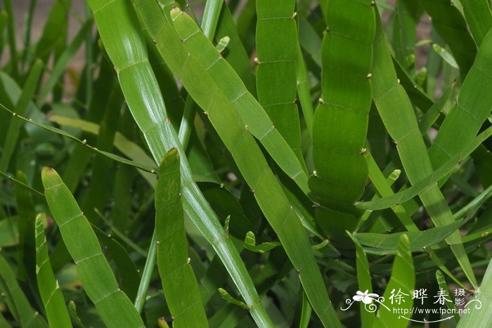 白玉兰花的花语和寓意