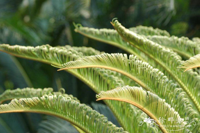 不同的植物为什么开花的时间不同呢