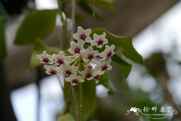 蓝梅种植