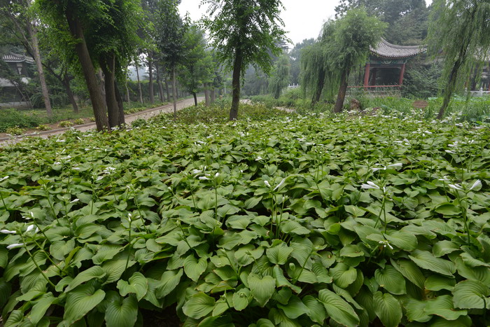 黑麦草温度