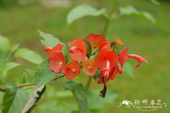 洋甘菊花的花语是什么