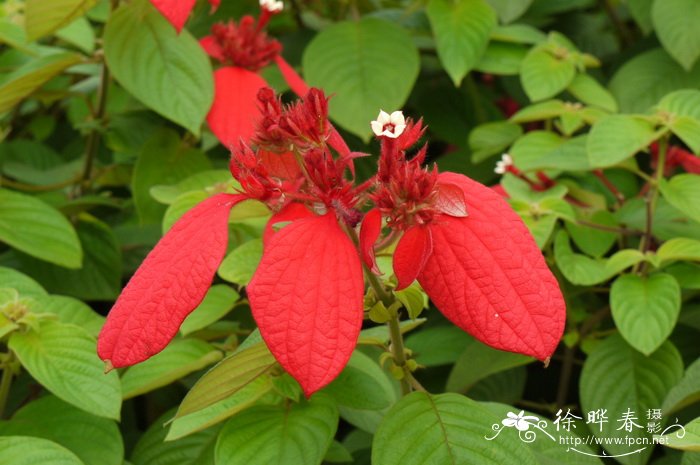 四季红山茶花