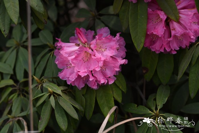 桃花几月份开花