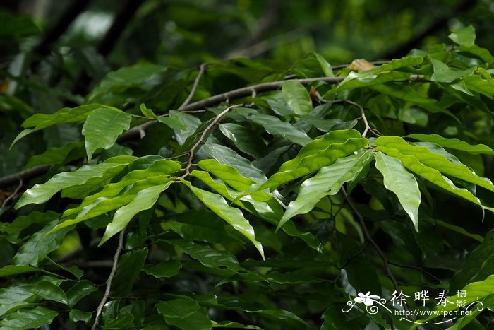 霸王树