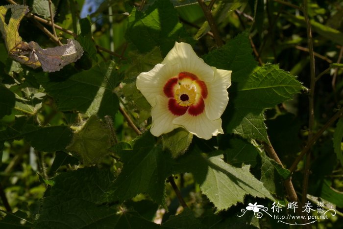 茶花的养殖方法家里如何养好茶花