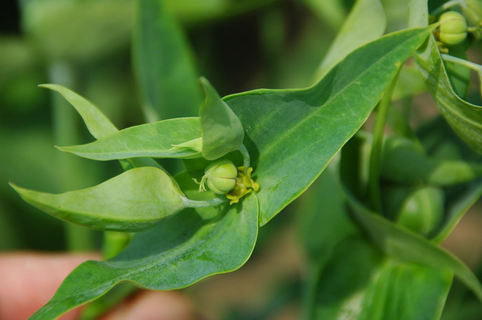 茶花的养殖方法家里如何养好茶花