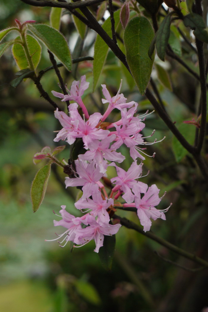 花菇价格