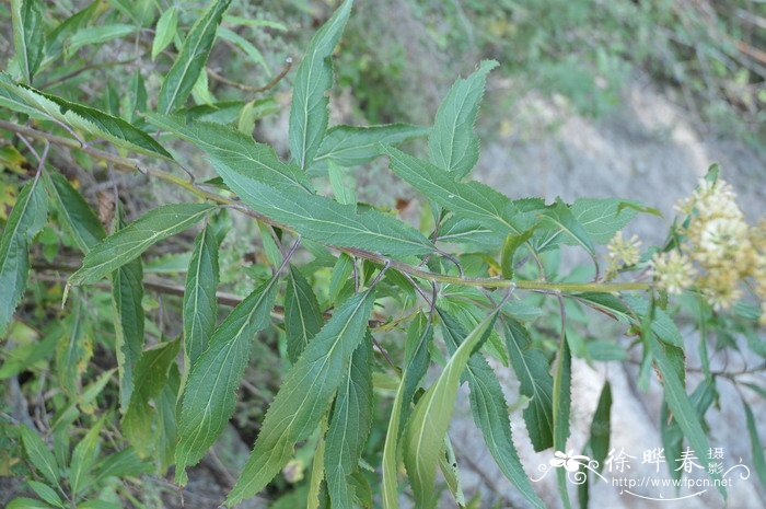 梅花的花语是什么