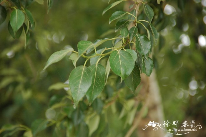 油菜花介绍