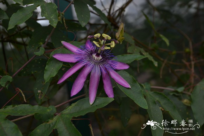 永生花花语