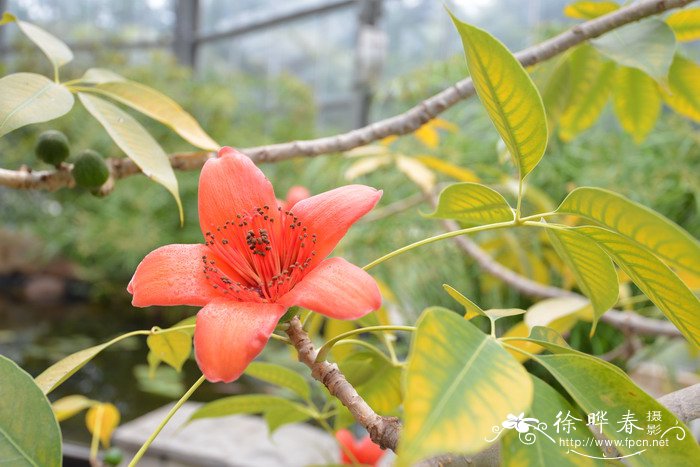 不同的植物为什么开花的时间不同呢