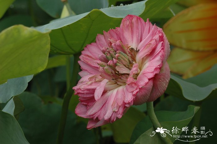 君子兰花期多长时间