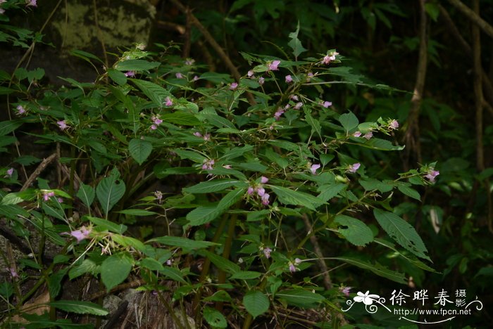 女生槟榔长什么样