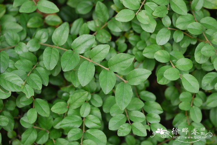 格桑花图片