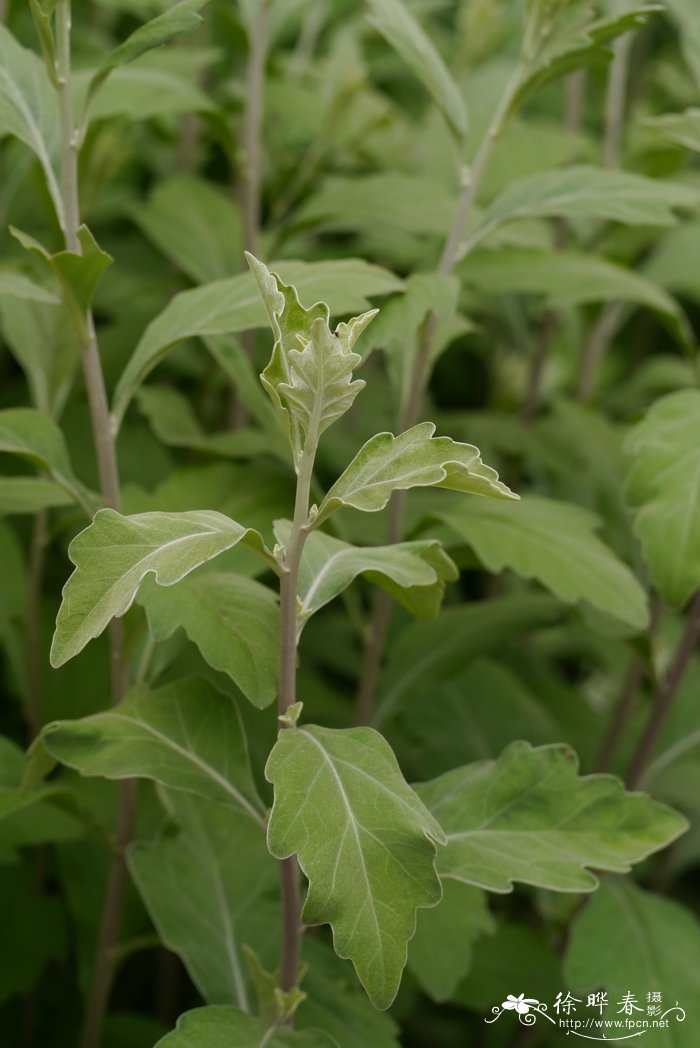 山茶花几月开