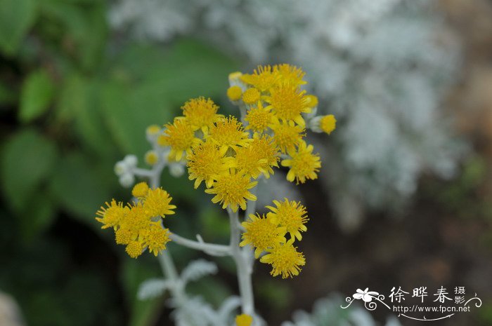 缅桂花