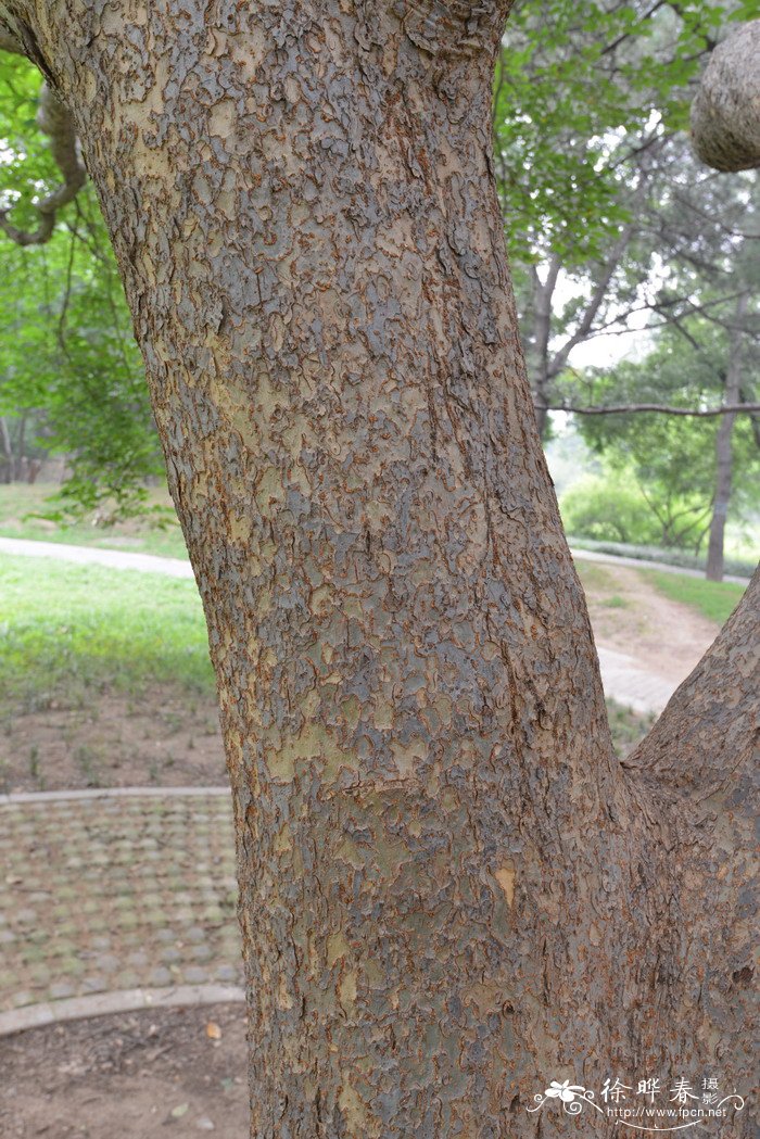 超级漂亮的花朵图片大全高清