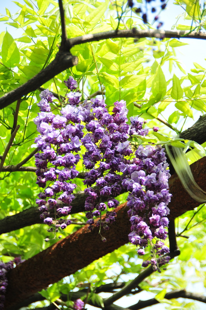 无花果开花吗?