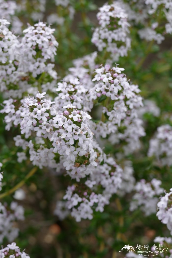 白桃花