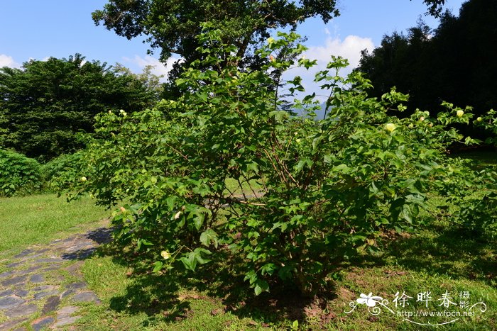 室内大型花卉图片大全