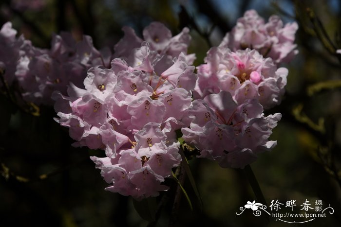 幸福树开花