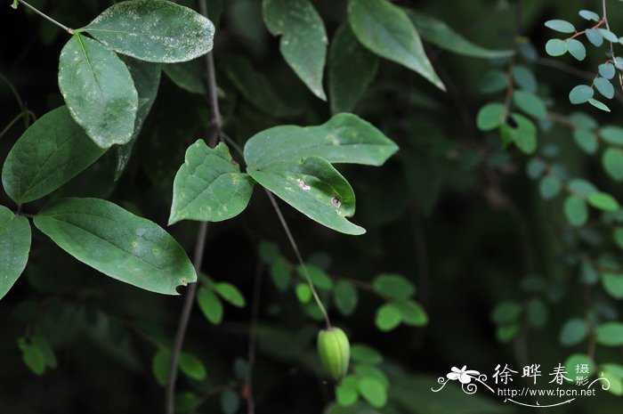 霸王树