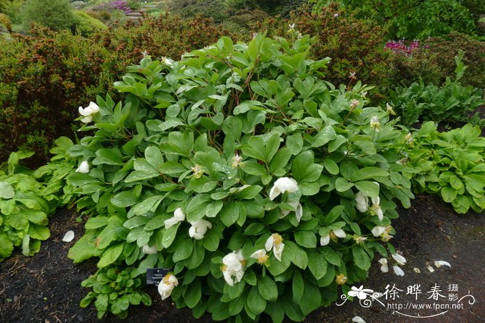 玫瑰花种植技术