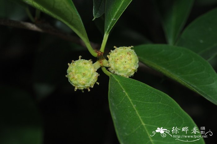 花卉通用肥料有哪些