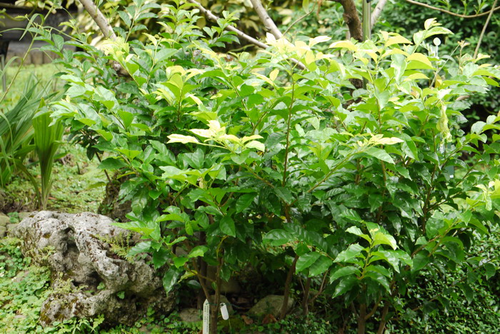 茉莉花养殖