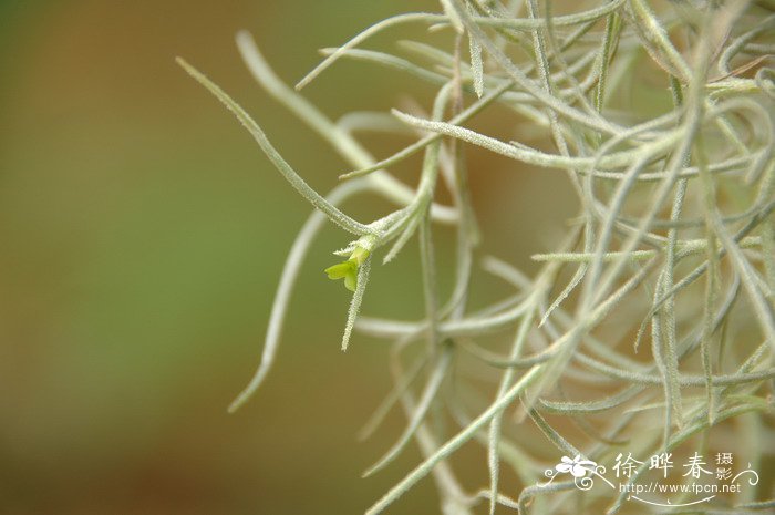 茉莉花的种植