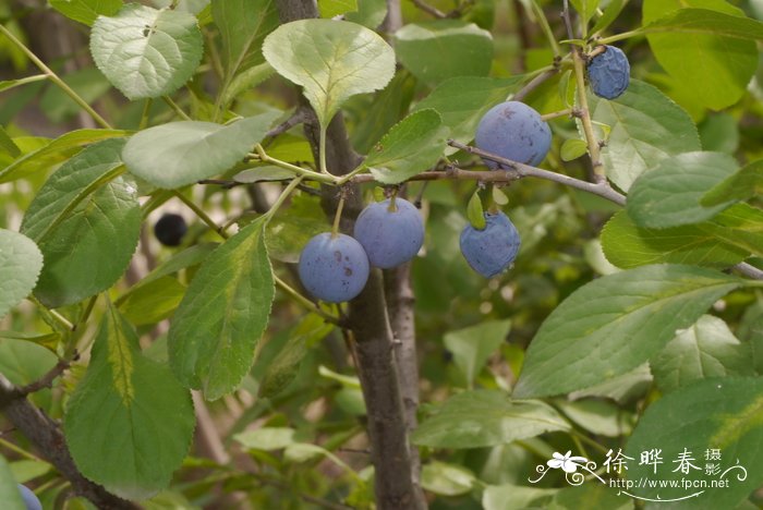 白及白芨图片