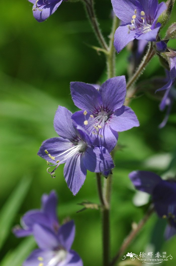 种花椒