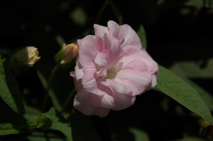 山茶花图片