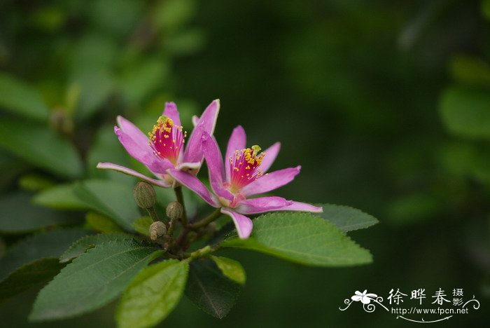 虫草花的功效与作用