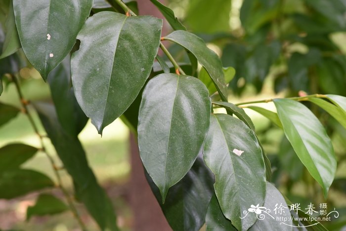 向日葵季节