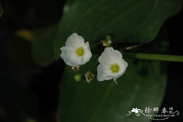 青苹果图片