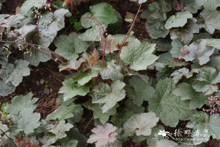 不同的植物为什么开花的时间不同呢