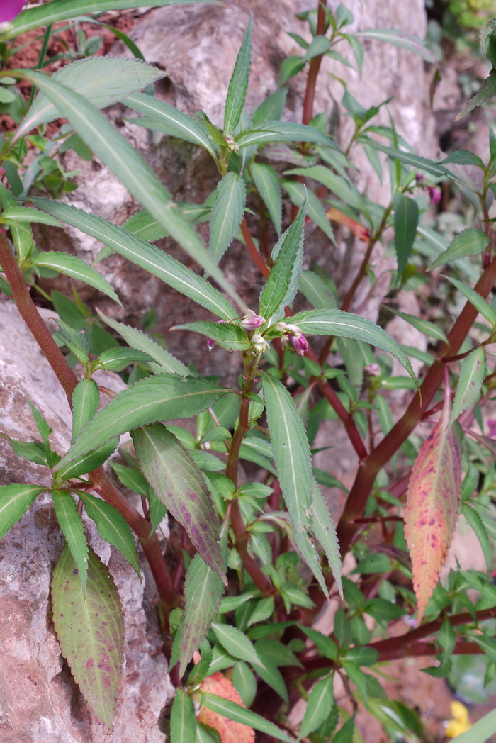 1000种多肉植物图鉴