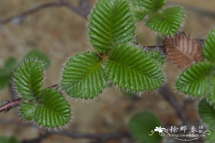 龙骨花图片