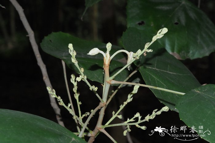 soursop