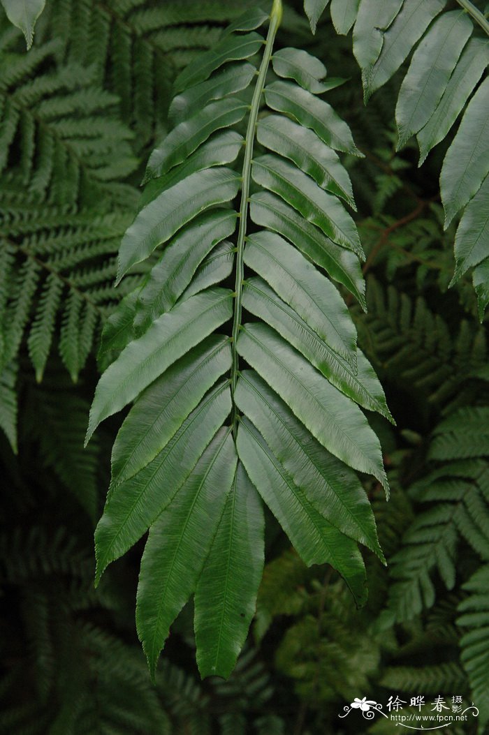 蕨类植物图片