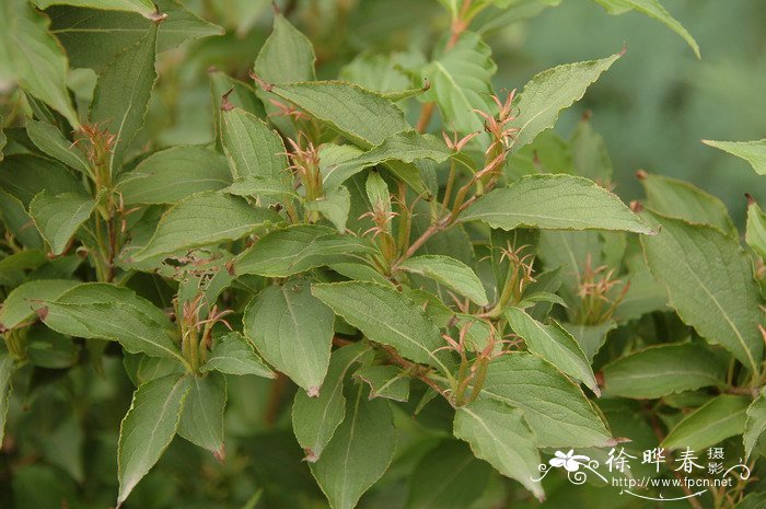 龙骨花的养殖方法