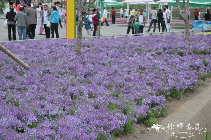 木棉花怎么吃