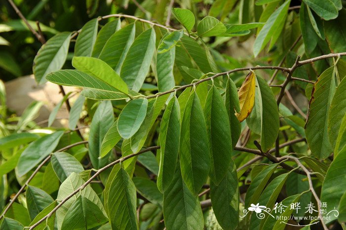 木棉花的特点