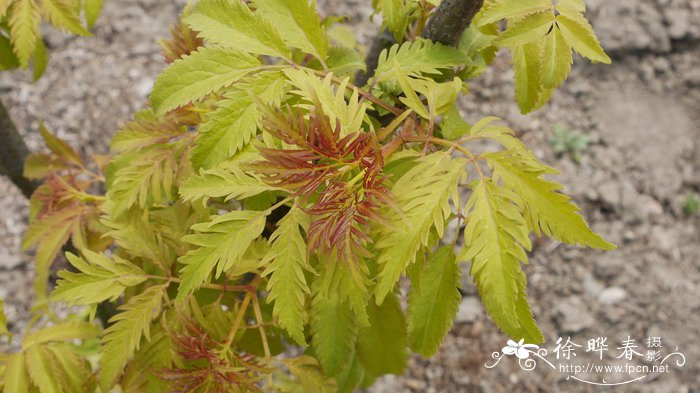 木棉花怎么吃