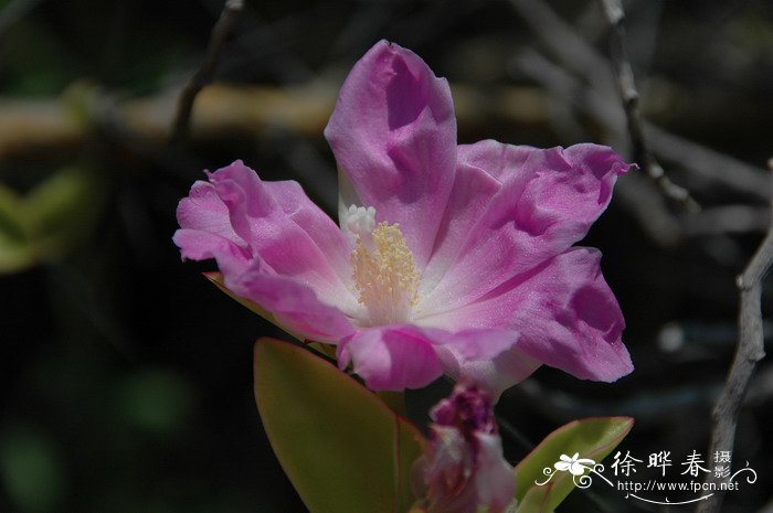 瑞香花图片