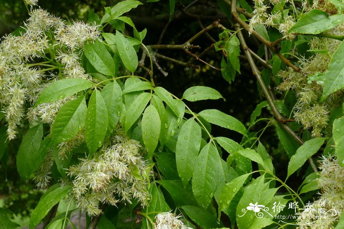 紫叶风箱果